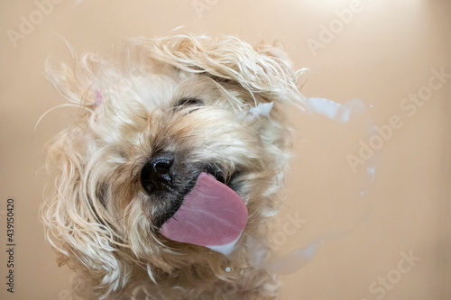 Perro lamiendo sobre cristal