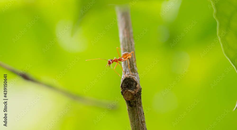 Ants walking on a branch. Ant on twigs.ant close-up.