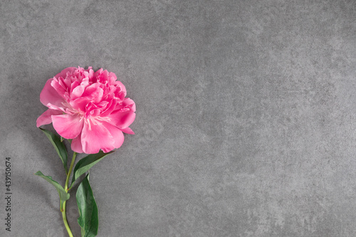 Flower composition with peonies. Pink peonies on  gray background. Flat lay, top view, copy space
