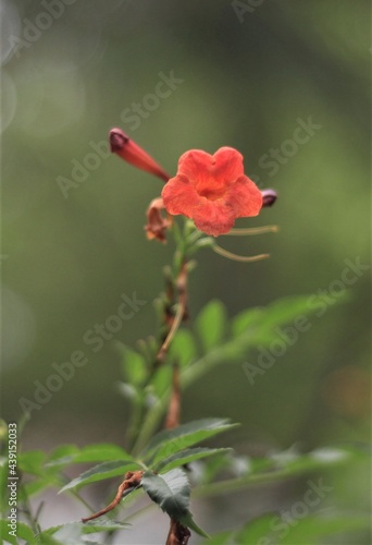 dark red flower