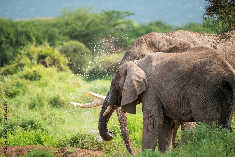 African male and female elephants (Loxodonta) drink water and bathing from a small pond in amboseli national park, Kenya on sunny day in natural light