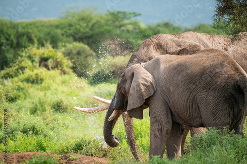 African male and female elephants  Loxodonta  drink water and bathing from a small pond in amboseli national park  Kenya on sunny day in natural light