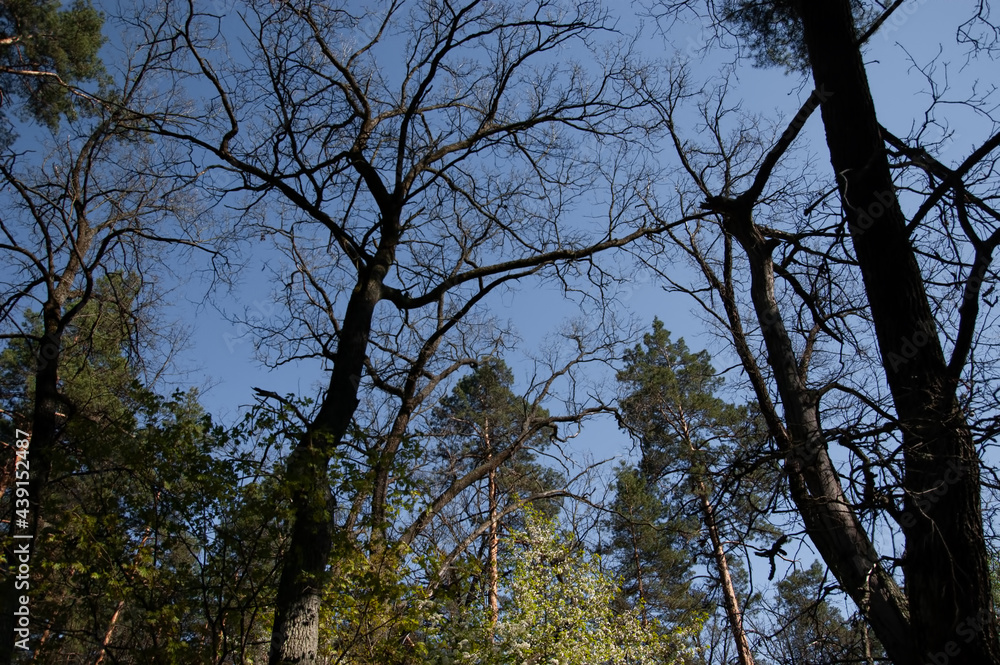 Obraz premium spring forest: tree branches against the blue sky