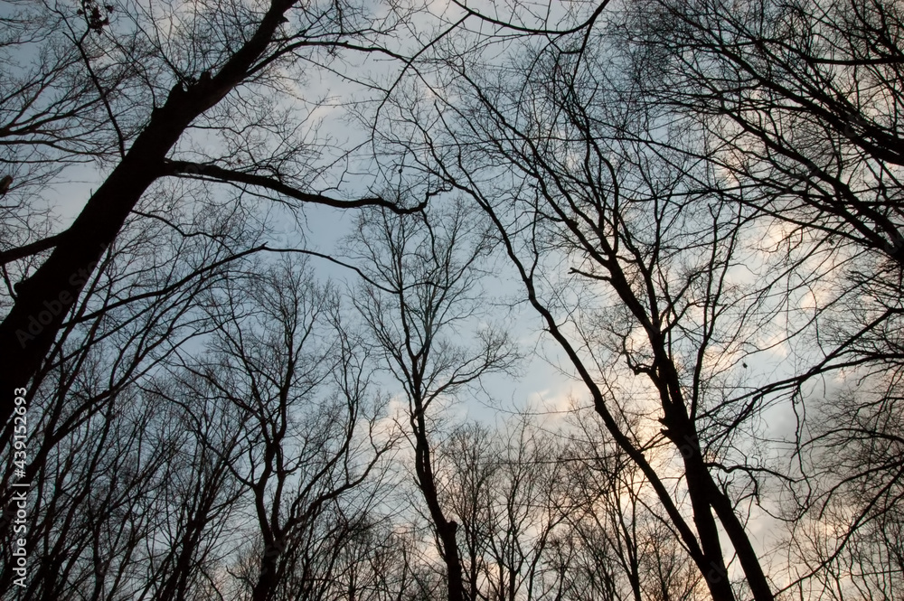 dark silhouettes of trees against the sky dark silhouettes of trees against the sky