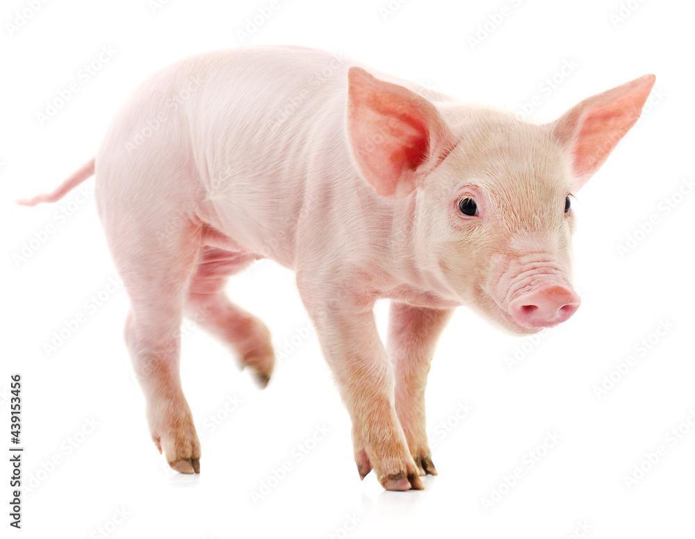 One little pink pig. One little pink pig.