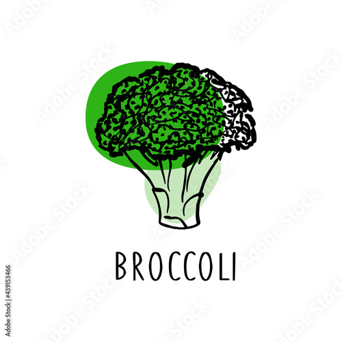Broccoli. Vector illustration isolated on a white background. Healthy organic food in cartoon flat style.