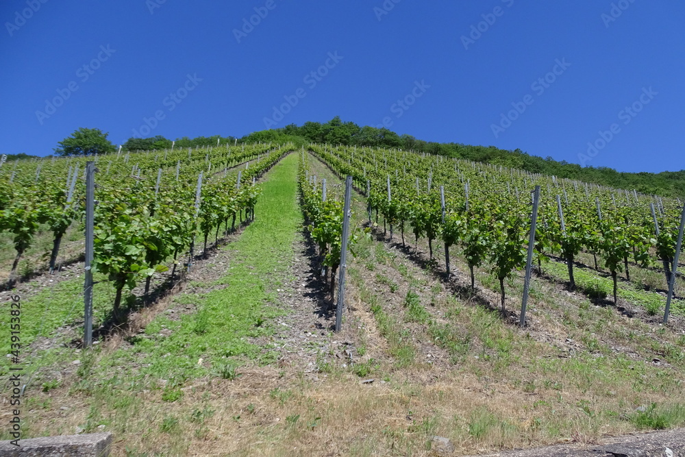 Weinberg in der Sommersonne