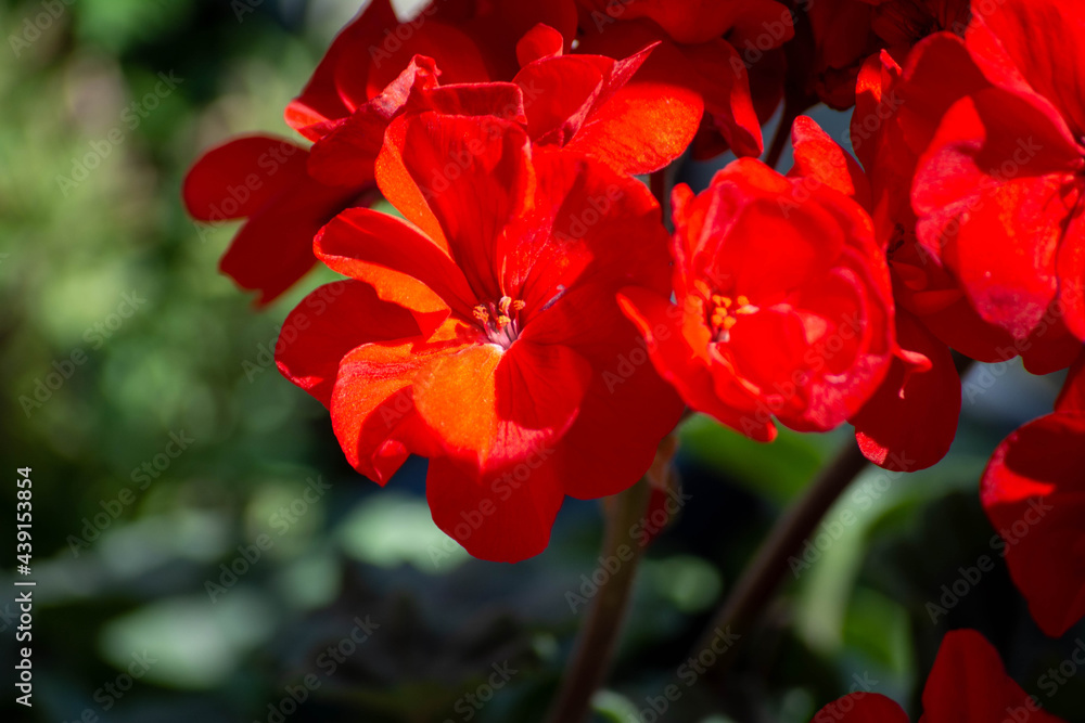 Close-up geranium flower in red color. Dark red flowers. Red geranium flowers and sunlight. Beautiful little flower in garden. Selective focus. Close-up geranium flower in red color. Dark red flowers. Red geranium flowers and sunlight. Beautiful little flower in garden. Selective focus.