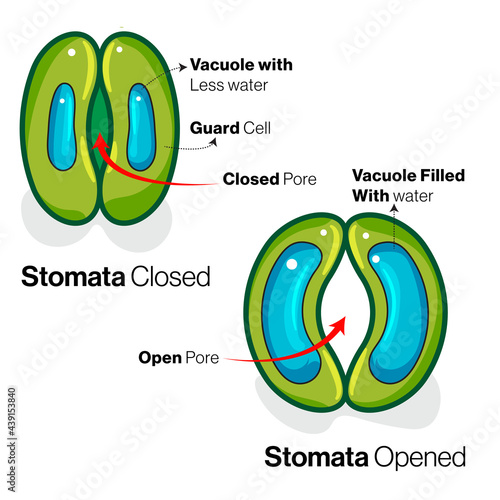 Stomata opening & closing during leaf transpiration illustration.  photo