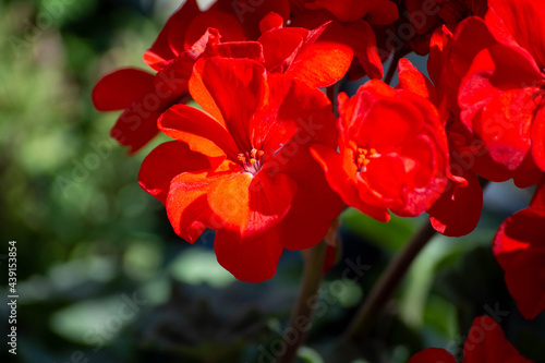 Close-up geranium flower in red color. Dark red flowers. Red geranium flowers and sunlight. Beautiful little flower in garden. Selective focus.