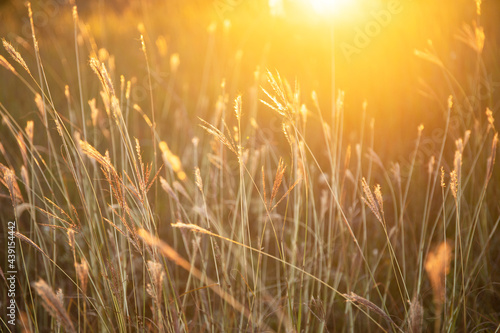 Beautiful meadow of wild grass with sun flare. Soft focus effect image