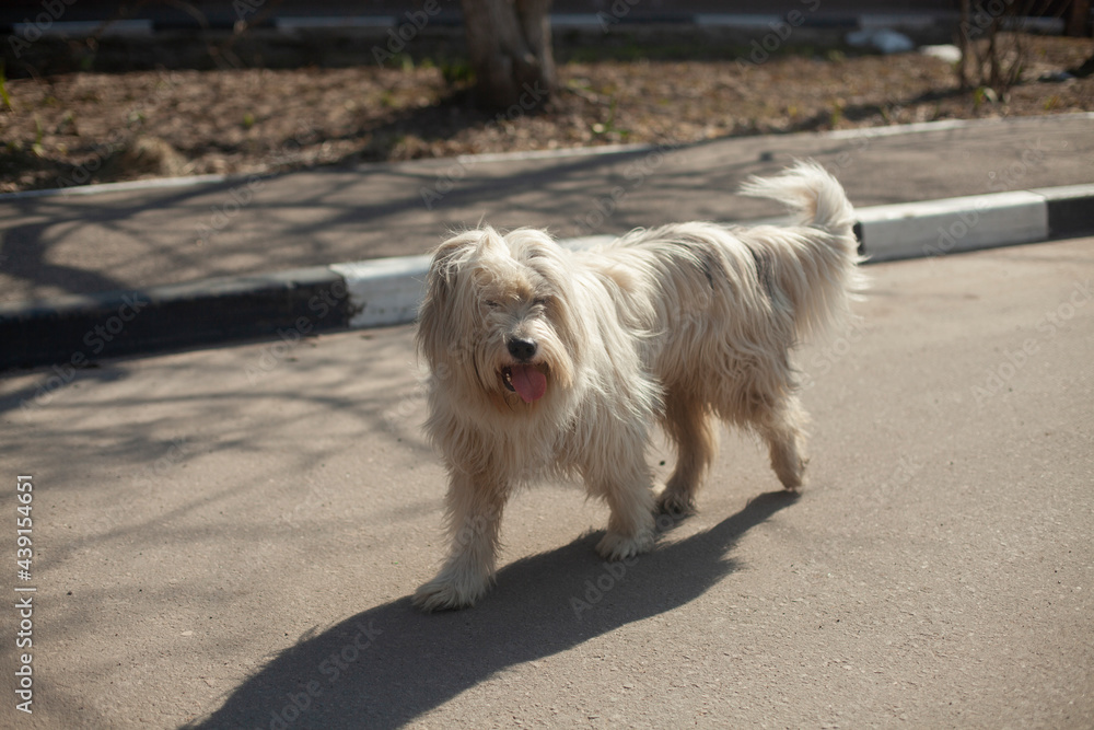 A fluffy dog with white fur runs down the street. A fluffy dog with white fur runs down the street.