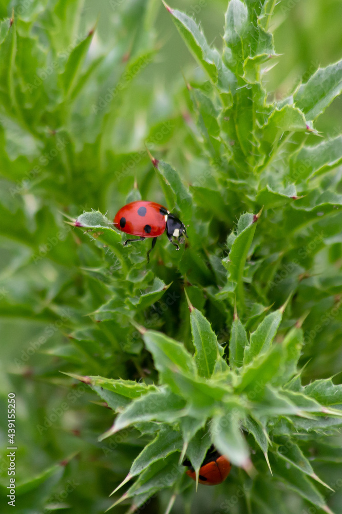 ladybugs climbing from leaf to leaf ladybugs climbing from leaf to leaf