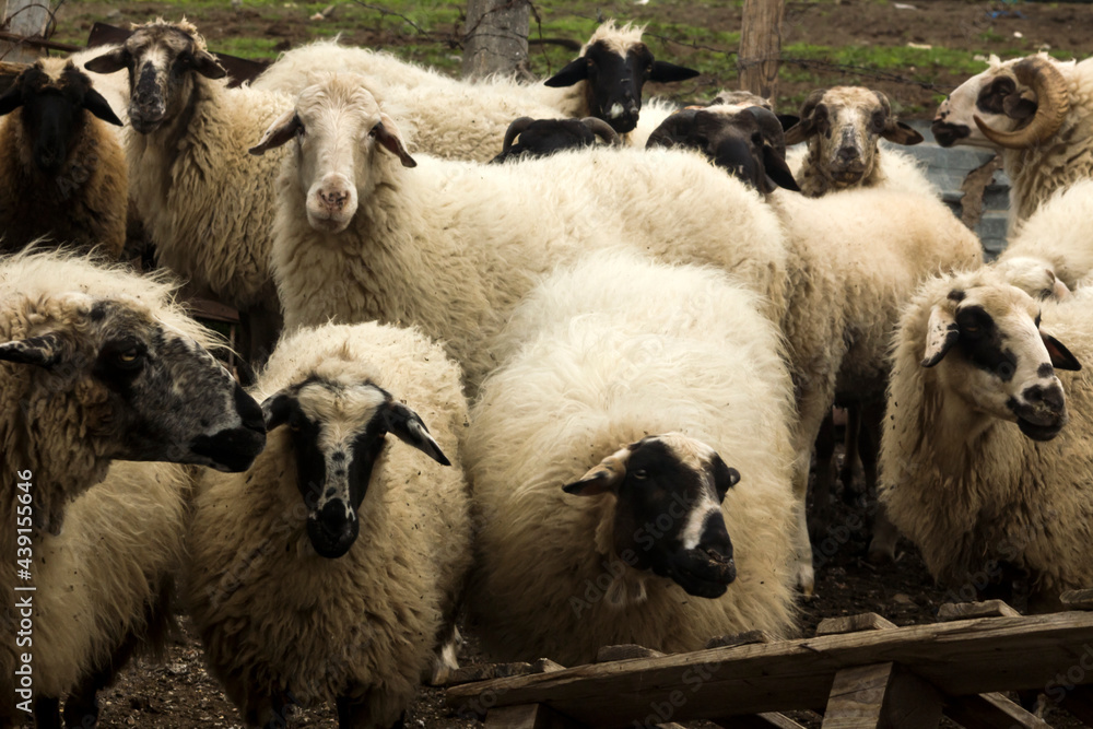 Adult Domestic Aries and Sheeps waiting buyer inside the fence.The Sacrifice Festival of Islam Culture Adult Domestic Aries and Sheeps waiting buyer inside the fence.The Sacrifice Festival of Islam Culture