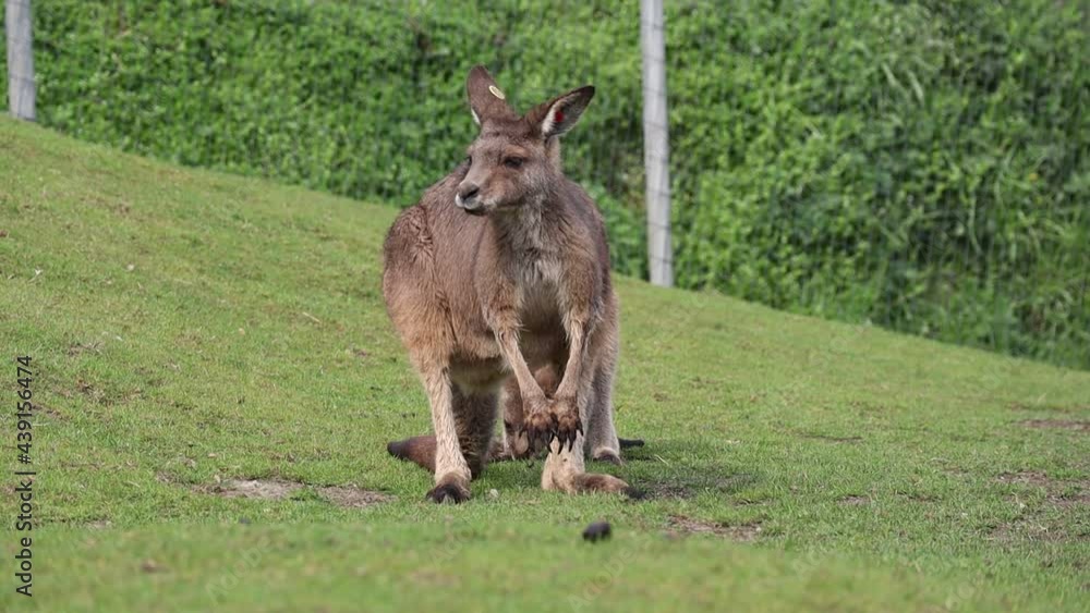 Eastern Grey Kangaroo in Czech Zoological Garden. Cute Macropus Giganteus in Zoo. Eastern Grey Kangaroo in Czech Zoological Garden. Cute Macropus Giganteus in Zoo.