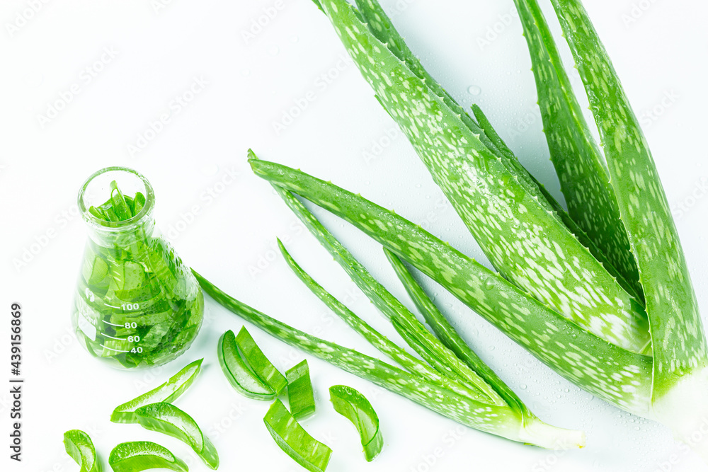 Aloe vera and extract bottles on white background,Close up bottle of Aloe Vera essential oil extract with Aloevera leaf and cut slice isolated on white background. Skin care, health, beauty and spa co Aloe vera and extract bottles on white background,Close up bottle of Aloe Vera essential oil extract with Aloevera leaf and cut slice isolated on white background. Skin care, health, beauty and spa co