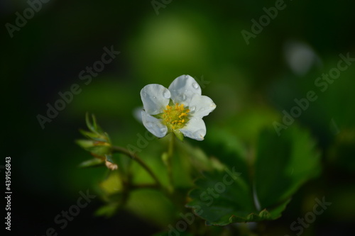 Blüte mit Wassertropfen