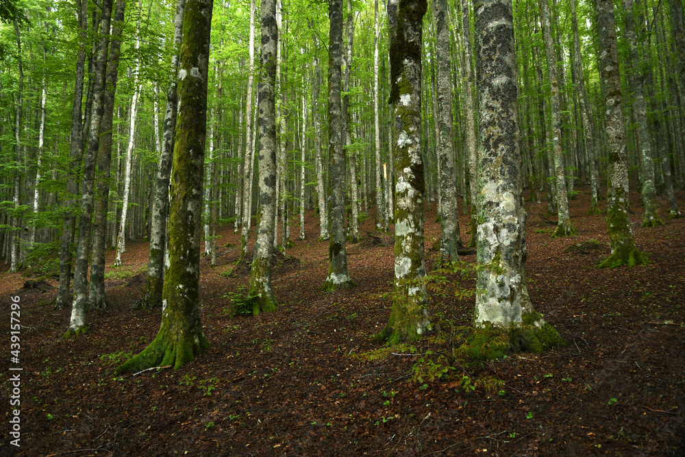 Naklejka premium beautiful beech forest on tuscany mountains, Italy.