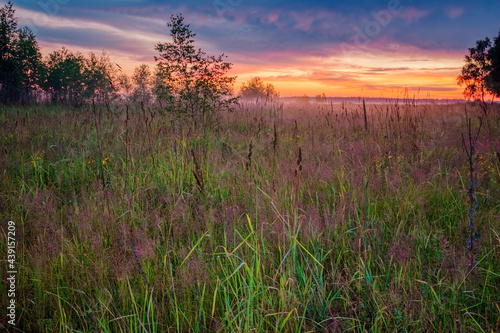 Sunset in summer field