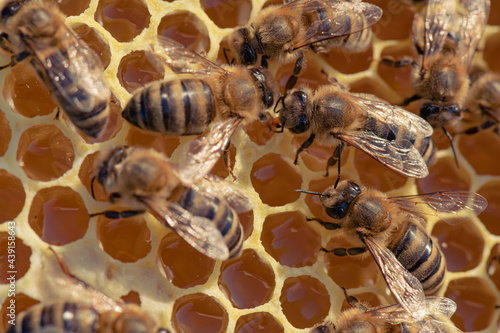 Honey bee on honey comb © Daniel
