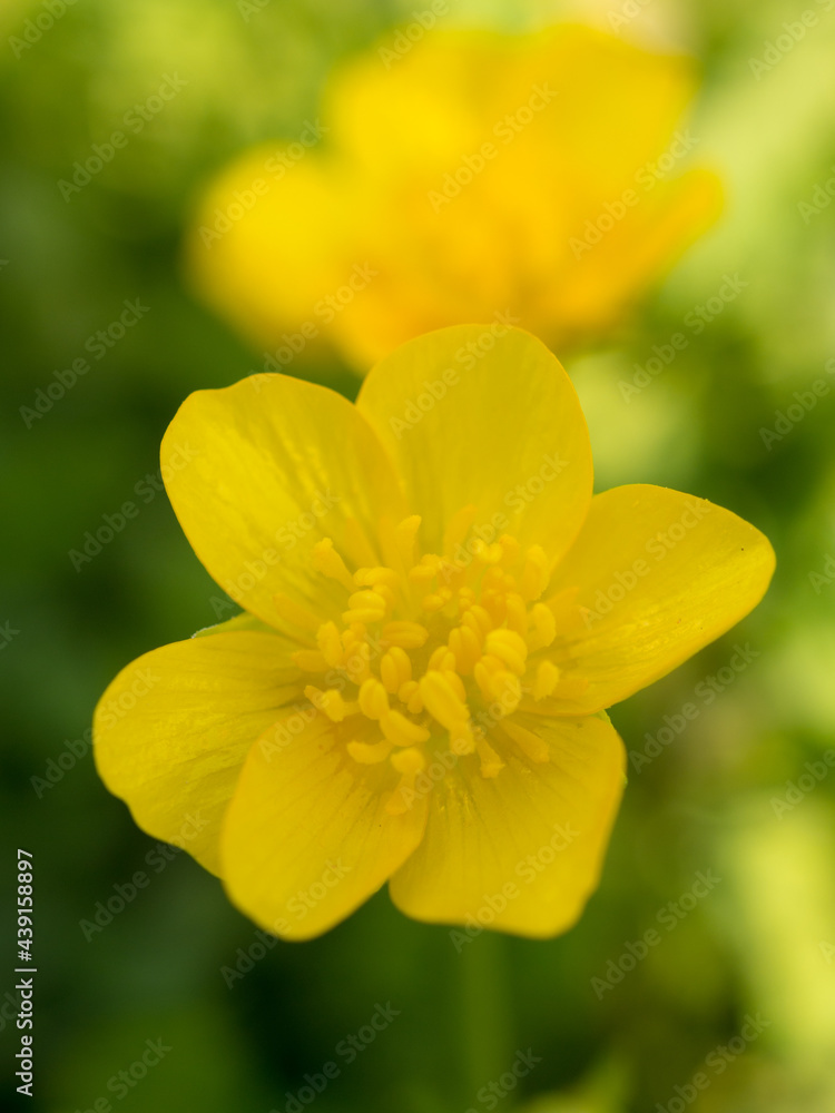yellow buttercup close up yellow buttercup close up