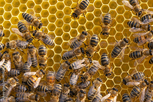 Honey bee on honey comb