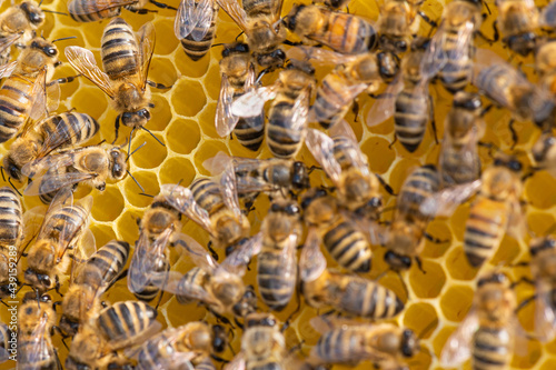 Honey bee on honey comb