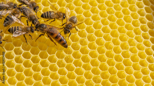 Honey bee queen 