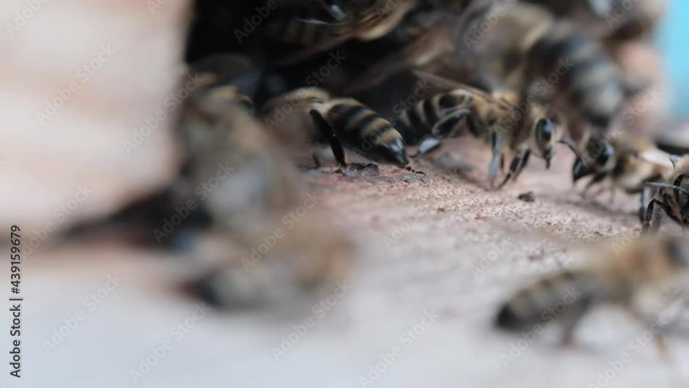 Honey bees at the entrance to the hive. Macro video. Honey bees at the entrance to the hive. Macro video.