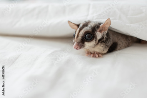Cute little Sugar Glider crawling out of the white bed sheet.