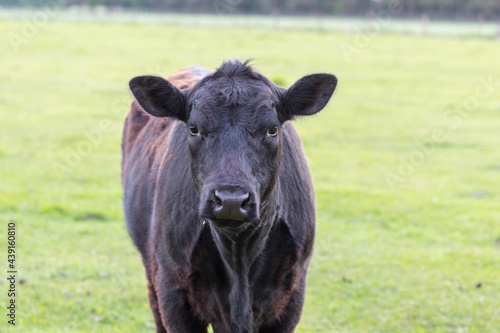 cattle in the meadow