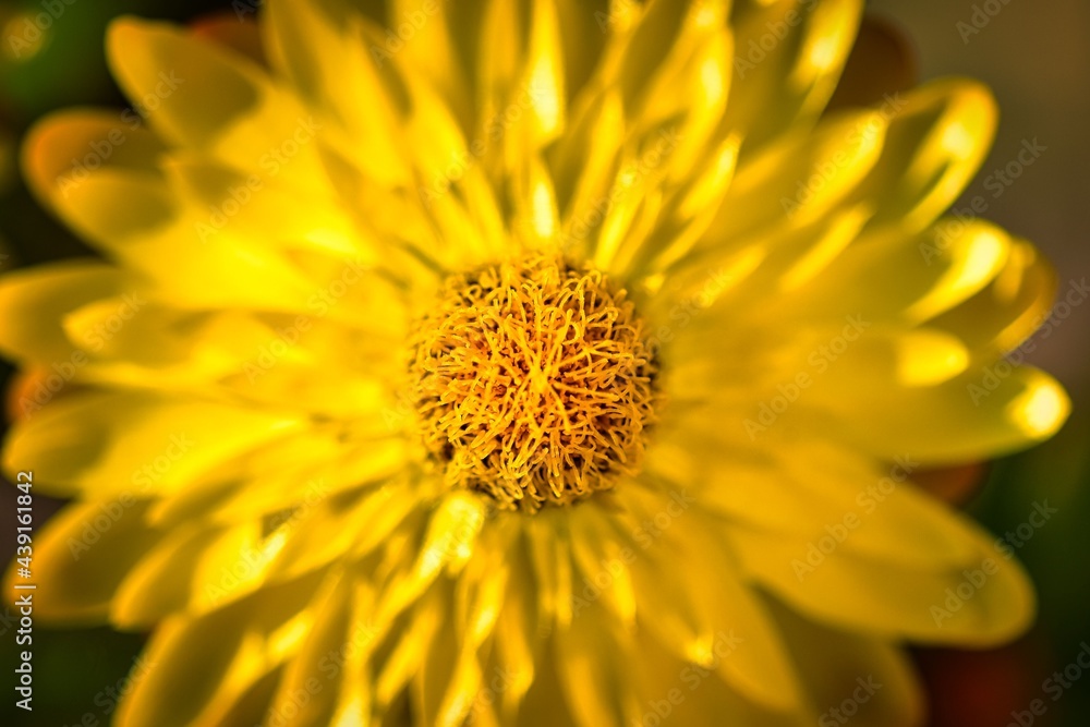 Blüte von der Strohblume