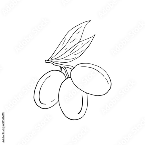 Vector hand drawn doodle sketch olives isolated on white background