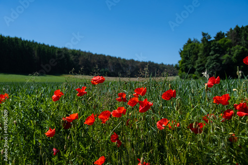 Beautiful landscape panorama with red poppies in the Eifel
