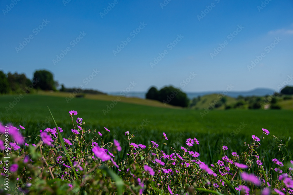 purple flowers with a great landscape in the background purple flowers with a great landscape in the background