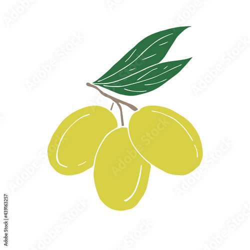 Vector hand drawn doodle sketch green olives isolated on white background