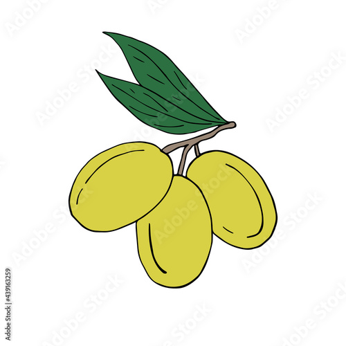 Vector hand drawn doodle sketch colored olives isolated on white background