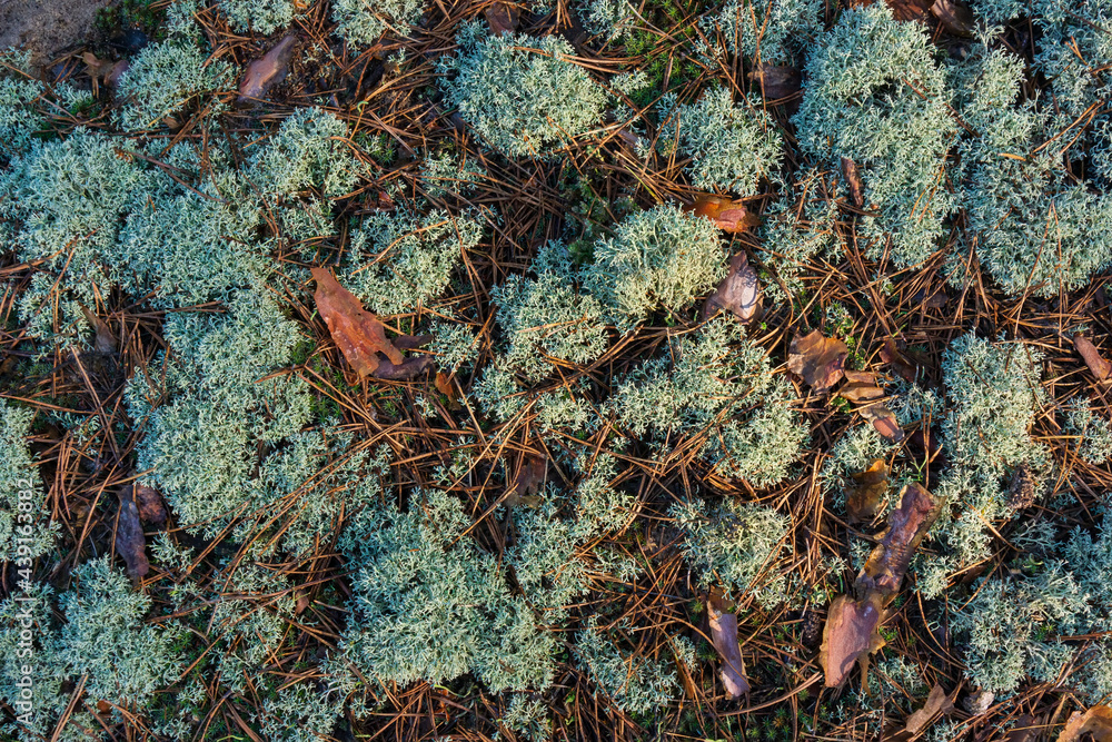 moss on the soil in a pine forest in the early morning.