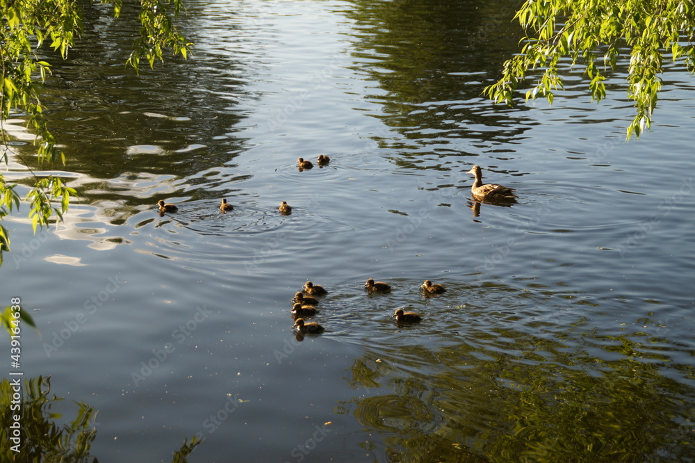 ducks on the water