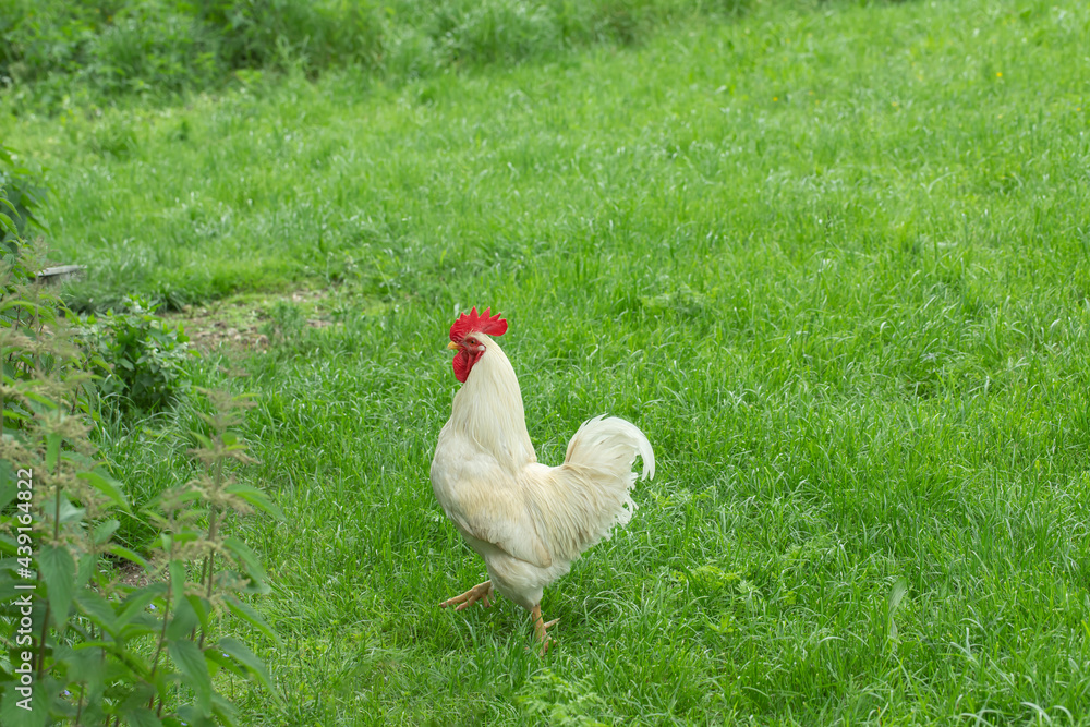 Fototapeta premium White rooster (Gallus gallus domesticus) in free range or rather species-appropriate husbandry.