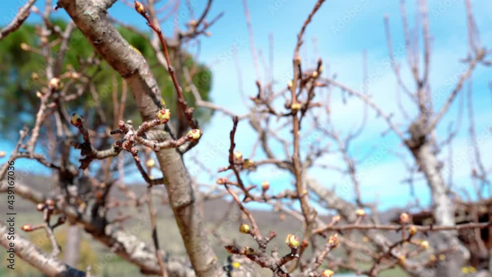 Close-up of pear tree branches full of small buds in growing, pear tree in blossom in springtime. Fruits orchard growing in sunlight, concept of spring harvest and agriculture Close-up of pear tree branches full of small buds in growing, pear tree in blossom in springtime. Fruits orchard growing in sunlight, concept of spring harvest and agriculture