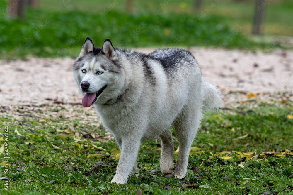 Siberian Husky dog walking through the park