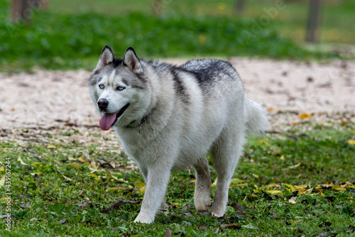 Siberian Husky dog walking through the park