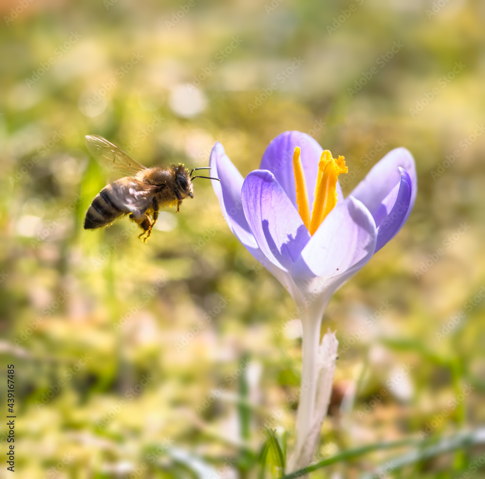 Bee flying to a purple crocus flower blossom Bee flying to a purple crocus flower blossom