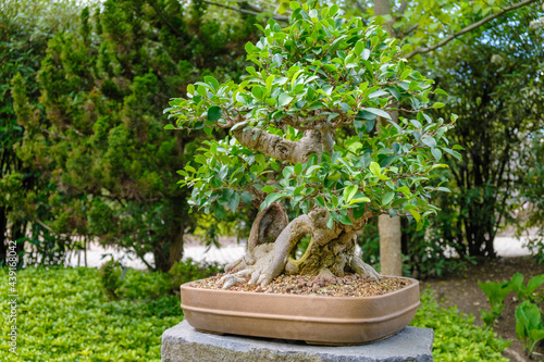 Bonsai tree in the pot in Japanese garden. 