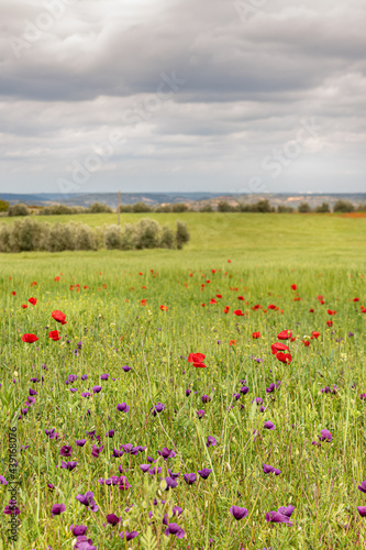 Field of red poppy flowers and olive tree