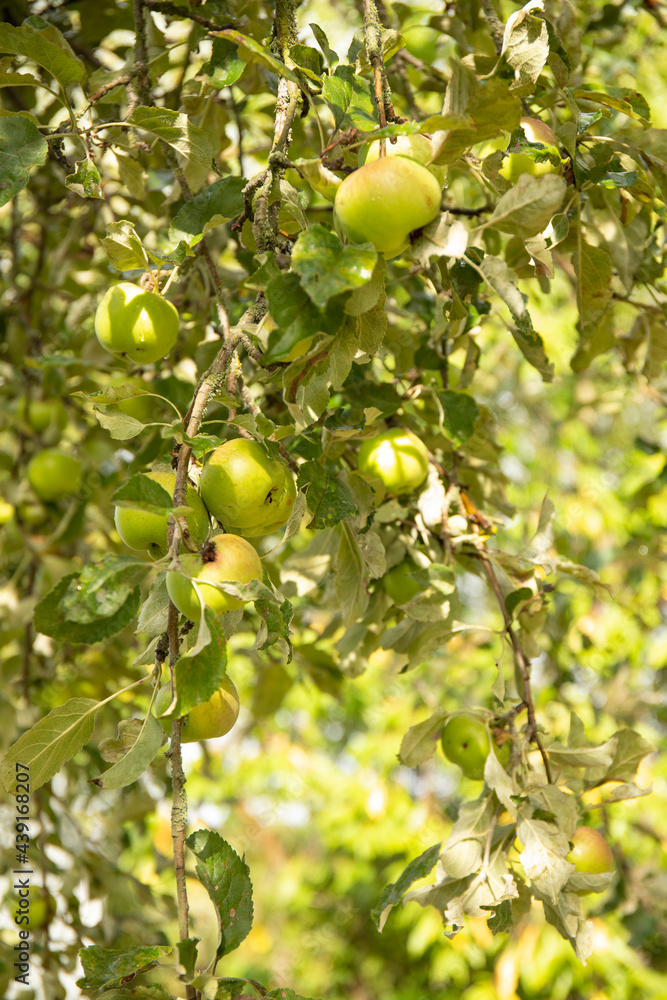 Many green apples on tree in a summer garden