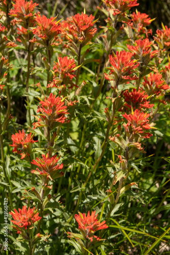 Bright Light On Blooming Indian Paint Brush