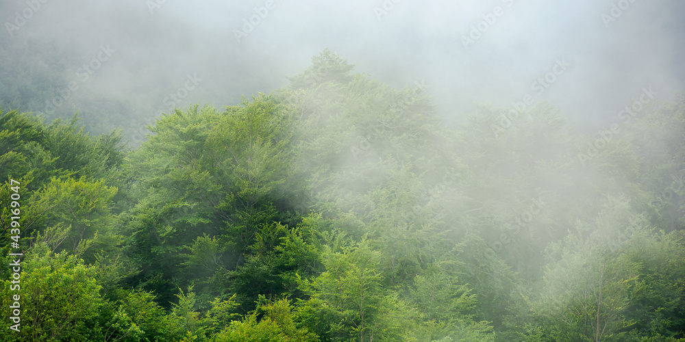 clouds rise above the forest. high volume humidity weather. foggy atmosphere. mysterious nature background in the morning