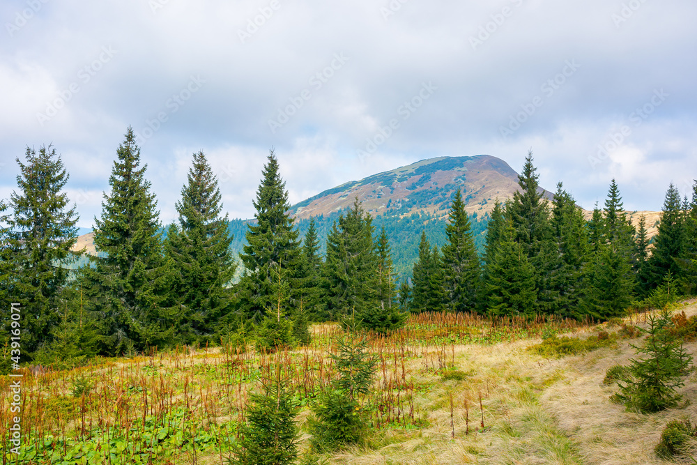 mountain landscape with forest in autumn. beautiful nature background in the morning. wonderful view with peak in the distance beneath a cloudy sky. spruce trees and meadow on the hill